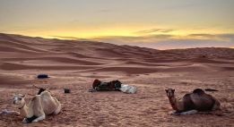 Cap sur les dunes du Sud tunisien