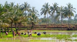 Temples tamouls et jungle du Tamil Nadu