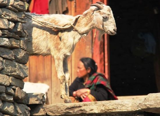 Day 7 - Tatopani – Marpha (2,700 m) - 45 km by road - 3 hours' driving