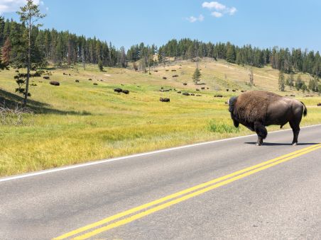 Produit De Yellowstone aux grands parcs du nord Image