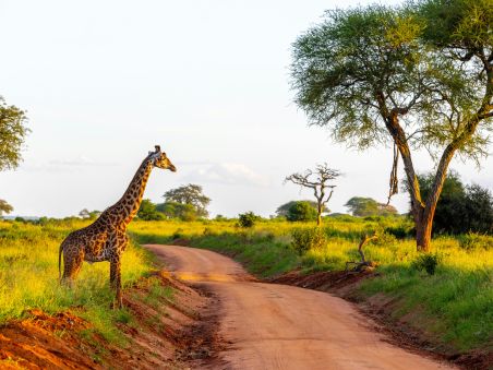 Produit Trois pays entre safari et océan Indien Image
