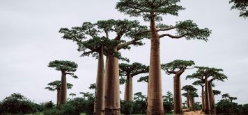 Road trip Madagascar : moto & 4x4