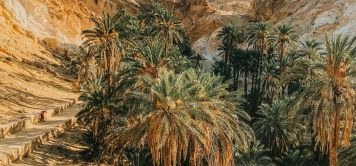 Voyage Tunisie : des oasis du Sahara aux villages berbères