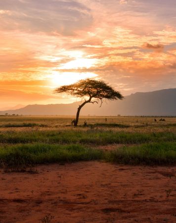 Africa
