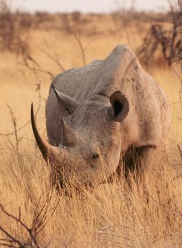 Namibie