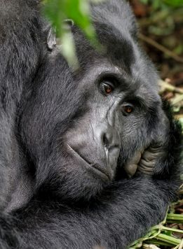 Rwanda