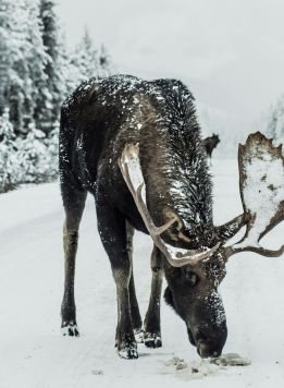 Canada