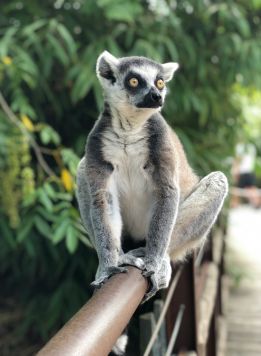 Madagascar